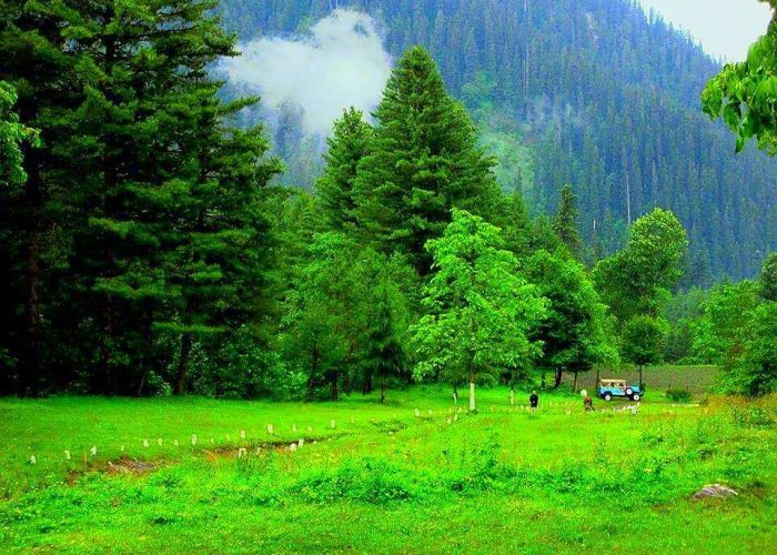Sharan Forest Kaghan Famous Place