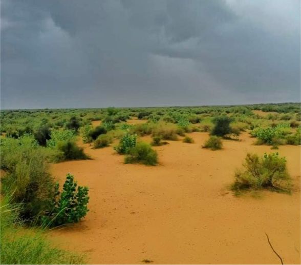 Cholistan Desert