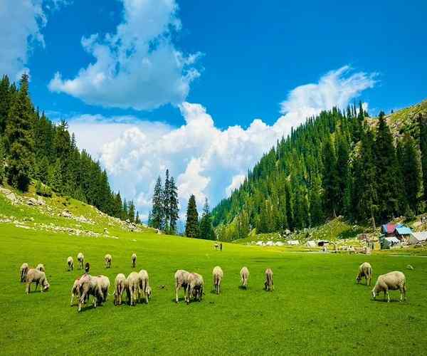 Kund Banda Meadows