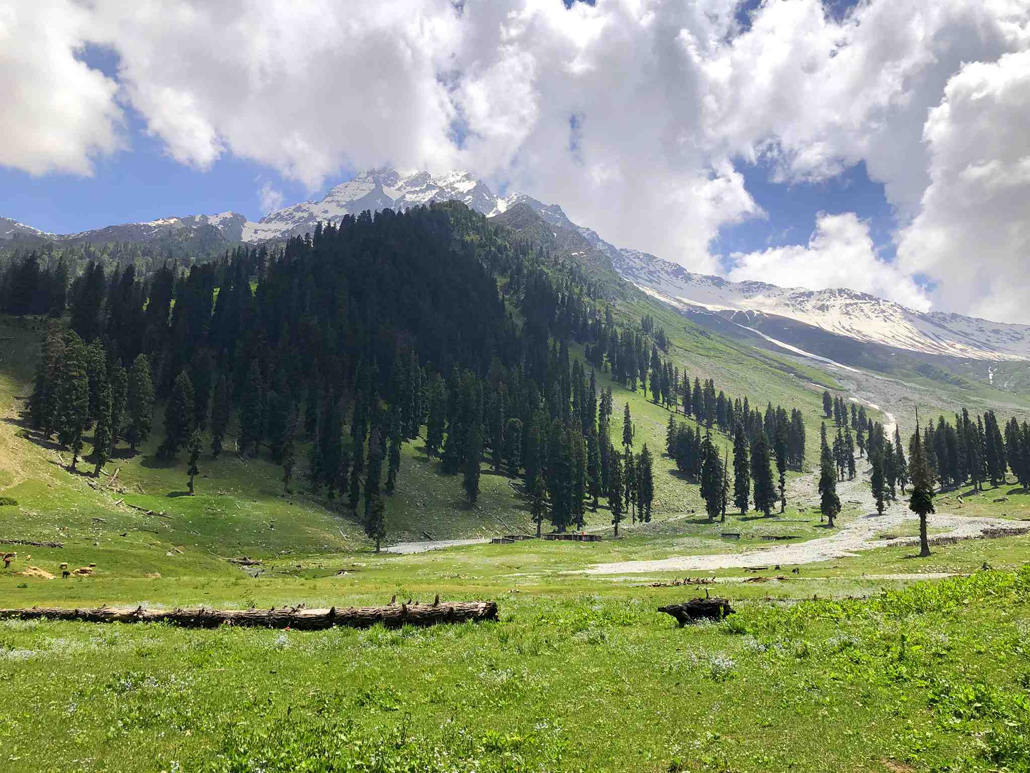 Taip Banda Meadows