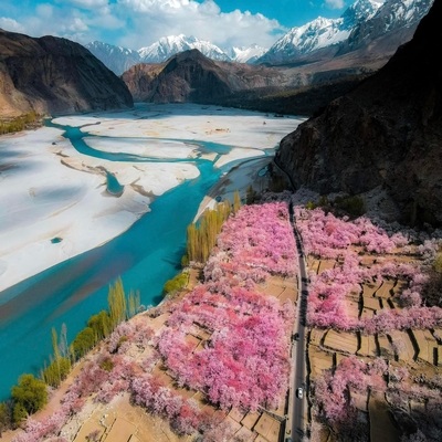 Cherry Blossom Hunza Skardu