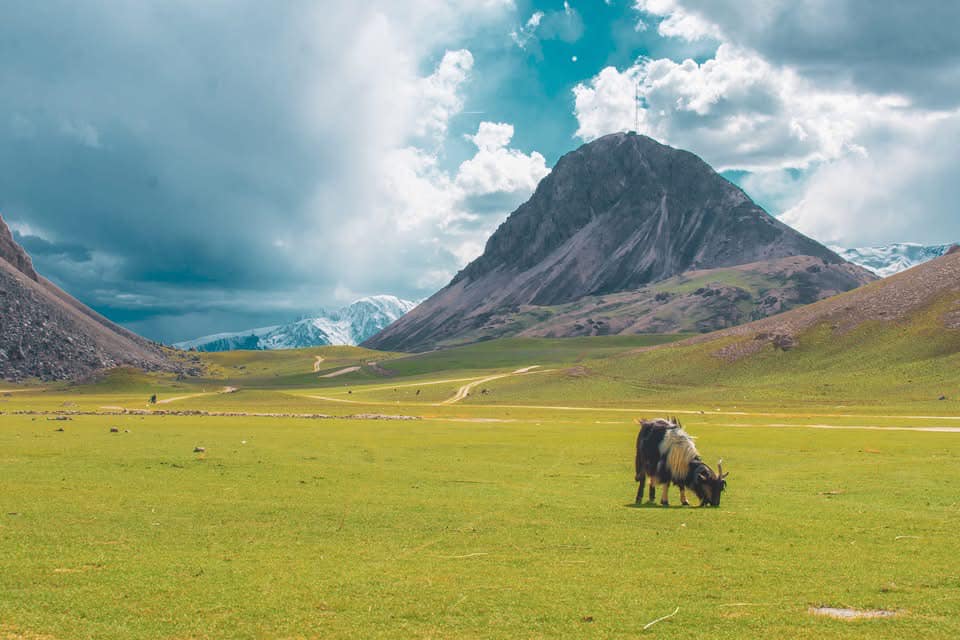 Qaqlasht Meadows Chitral